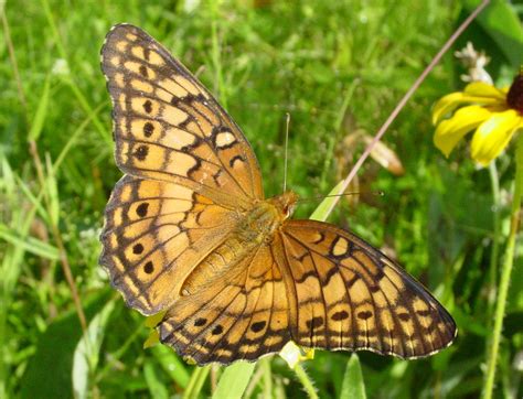 Variegated Fritillary Butterflies Of Central Texas ·