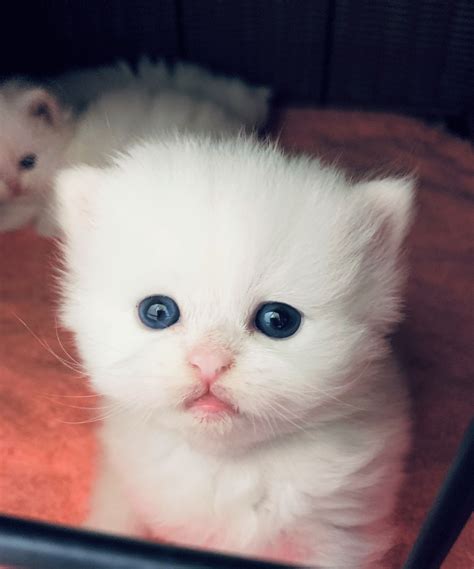 Teacup Kittens For Sale Persian Kittens Florida Doll Face