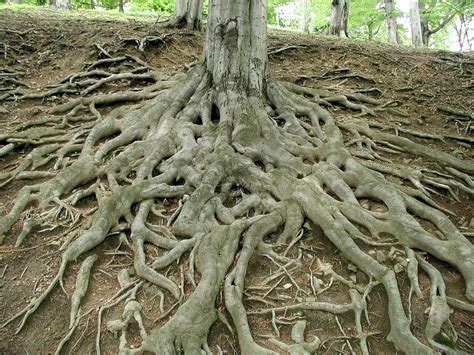 Roots Versus Wings The Dilemma Of How To Be A Grounded Free Spirit