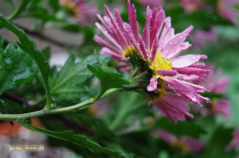 Man trifft sie fast überall im freien und auch im heimischen garten an. Irgendwas blüht immer - November 2017 - Garten-Kram
