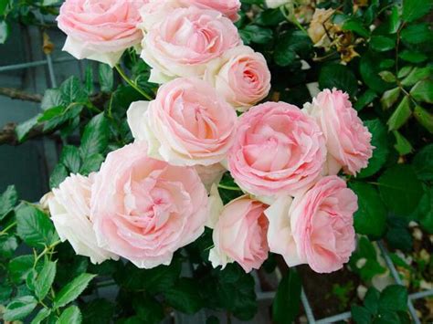 Stilkrose Eden Rose Høyde 30 Cm Rosa Plantasjen