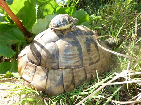 Die pantherschildkröte bleibt das ganze jahr aktiv und hält keine winterruhe, von daher braucht man für den winter ein. Impressum - Griechische Landschildkröten Zucht Melanie ...