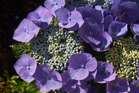 Hydrangea Macrophylla Blaumeise Teller Series L Ballyrobert Gardens