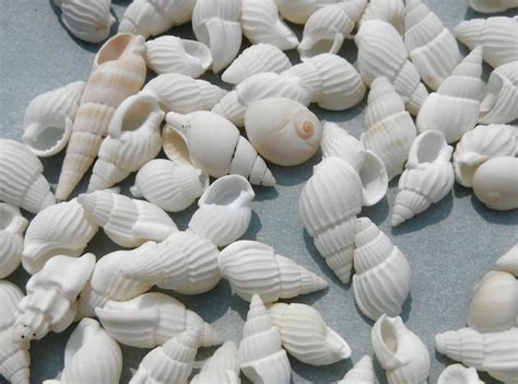 Small White Sea Shells 100 Shells