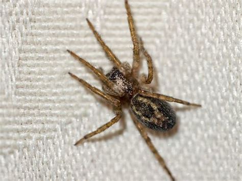 House Spiders The 10 Most Common Youll Find 2023