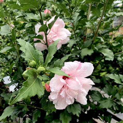 Strawberry Smoothie Hibiscus Rose Of Sharon 3 Gallon Container