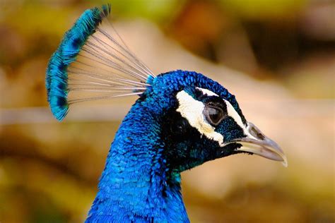 Images Gratuites La Nature Oiseau Aile Animal Le Bec Couleur