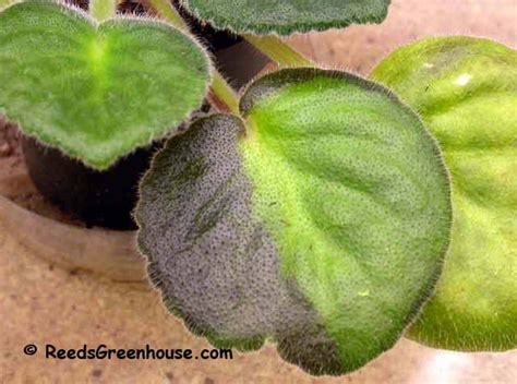 Otherwise the plants seem to be very healthy. Brown Spots On African Violet Leaves Images