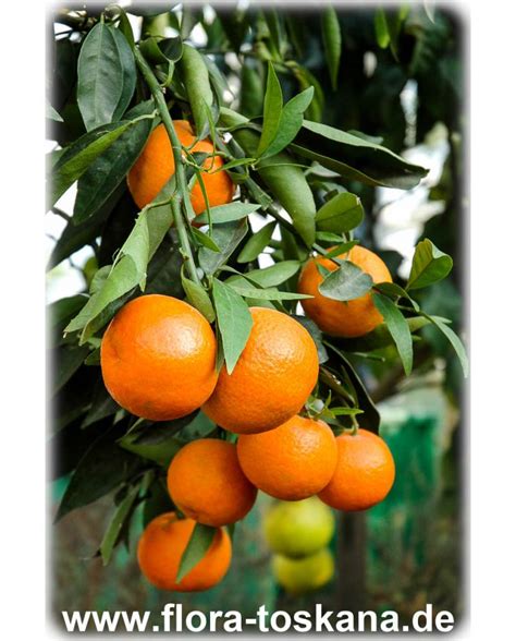 Citrus Reticulata Mandarin Orange Tangerine Flora Toskana