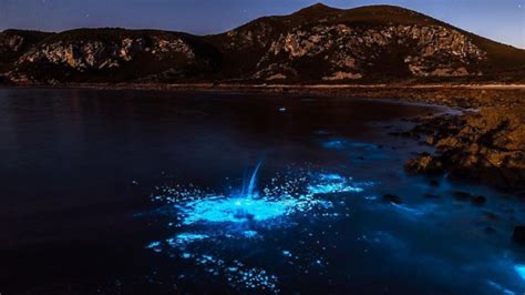 Dazzling Bioluminescent Event Lights Up Tasmanian Sea Abc News