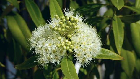 The Complete Lemon Myrtle Tree Guide Au