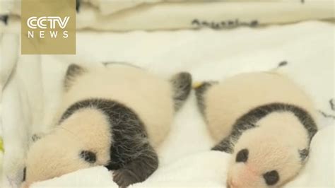 Adorable Baby Panda Twins Make Debut In Macao China Youtube