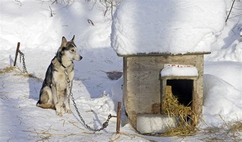 10 Best Dog House For Winter Choices Of 2018 Insulated Dog Houses