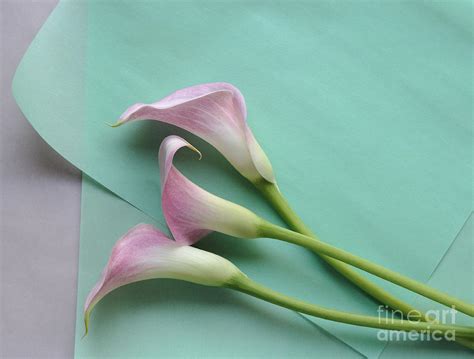 Pink Calla Lilies On Vellum Photograph By Ruby Hummersmith Fine Art America
