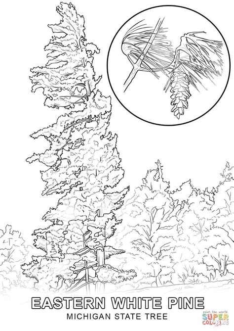 Tree templates and coloring pages. Michigan State Tree coloring page | Free Printable ...
