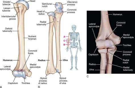 Muscle gives body its posture. 11. Orthopedic Surgery | Basicmedical Key