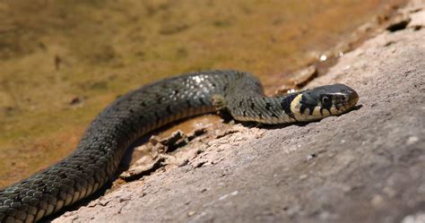 Latvian nationalist proud european it is my passion ️. Ringelnatter Foto & Bild | natur, fluss, tiere Bilder auf ...