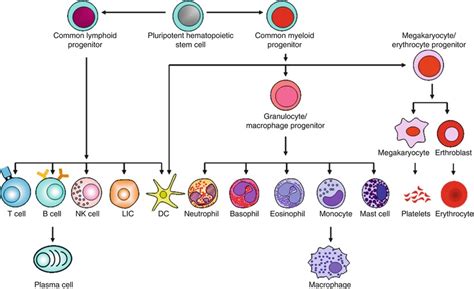 Components Of The Immune System Springerlink
