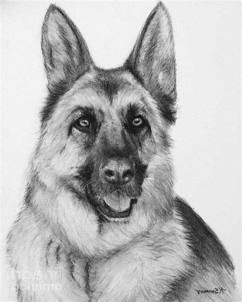 German Shepherd Profile Drawing