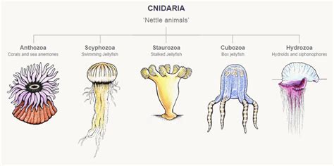 The Five Classes Of Cnidarians Corals Anemones And Jellyfish Te