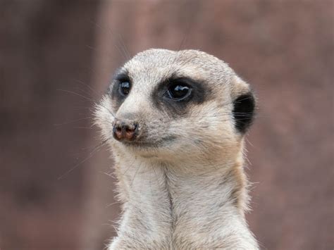 Free Stock Photo Of Animal Animal Head Animal Kingdom