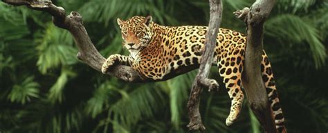 In the last 24 hours doge price is up 2.19 %. Jaguars - WWF UK - Once found throughout south and central ...