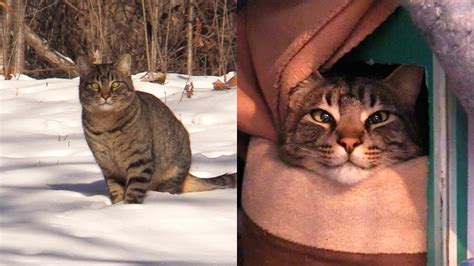 2 Abandoned Cats Rescued From Freezing Weather Youtube