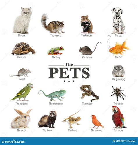 Poster Of Pets In English Stock Image Image Of Amphibian 39622707