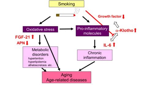 How Smoking Accelerates Aging Asian Scientist Magazine