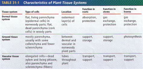 Plant Structure And Function Bi Biology Junction