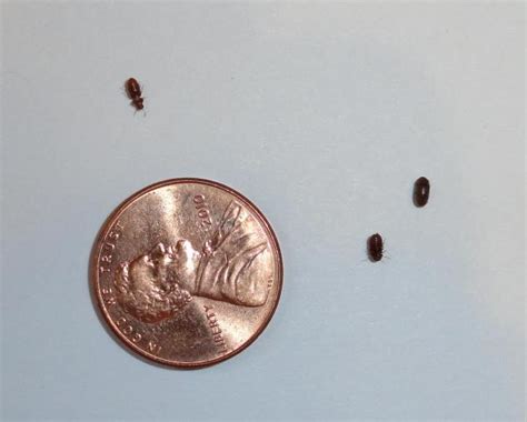 If there are tiny black bugs in your house, they are probably carpet beetles. Tiny Black Bugs in the Kitchen | ThriftyFun