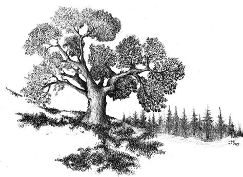 Old Oak Tree Drawing By Joeri Van Royen