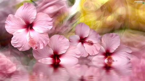 Water Graphics Pink Hibiscus Flowers Flowers Wallpapers 1920x1080