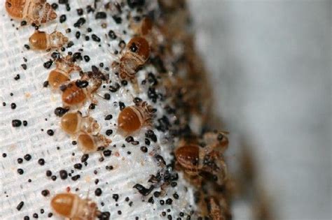 Founded in 2006, the site has collected about 20,000 reports covering 12,000 locations. All You Ever Needed To Know About Bed Bugs: And How-to Get Rid Of Them | JDM Pest Control