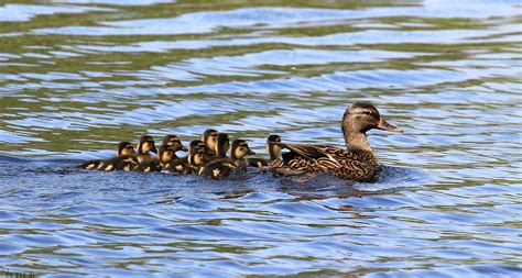 The definition of decuplets in dictionary is as: Duckuplets (EXPLORED) | Mama Mallard and her 10 babies. 10 ...