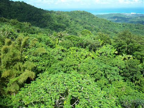 Here you'll find animals who: emergent layer | Ecosystems, Water, Outdoor