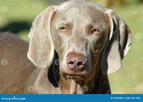 Weimaraner Stock Photo Image Of Expressions Adorable 2250580