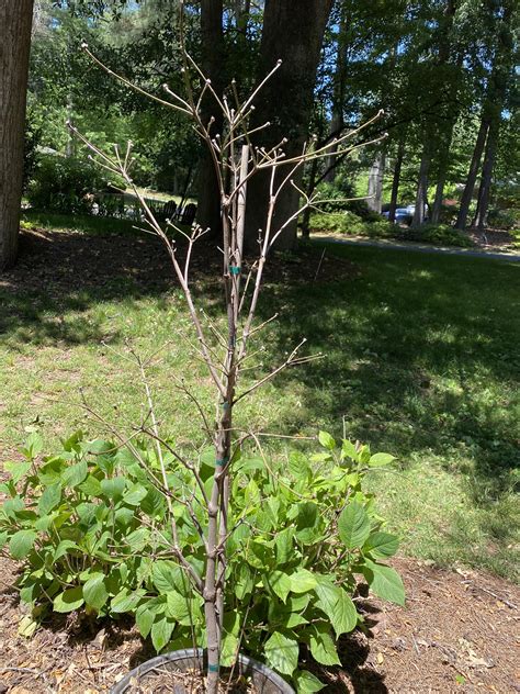 Is My Potted Dogwood Tree Dying Why Isnt It Growing Leaves It Spend