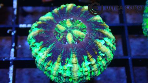 Scolymia Sp Ultra Coral Australia