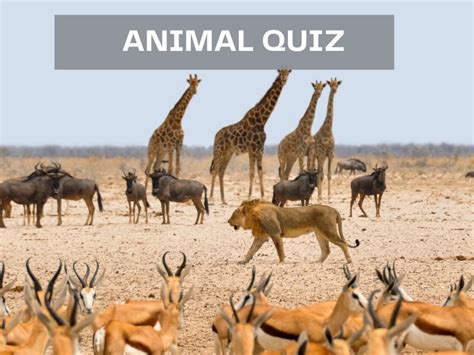 Animal Quiz Test Your Knowledge On Bing Quiz