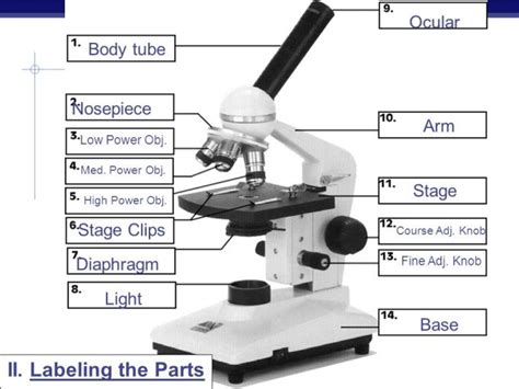 Parts Of A Compound Light Microscope