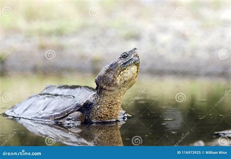 Long Neck Snapping Turtle In Swamp Georgia Usa Stock Image Image Of