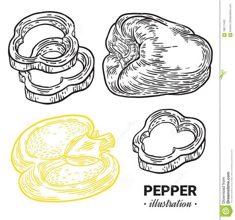 See more ideas about drawings, stuffed peppers, chile pepper. Paprika Pepper Fresh Food Vector Hand Drawn Illustration ...