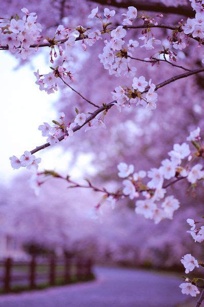 Sakura Dreams Sakura Violett Purple Blüten Flowers Photography