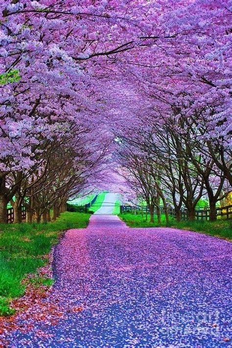 103 Best Images About Cherry Blossom Tree On Pinterest