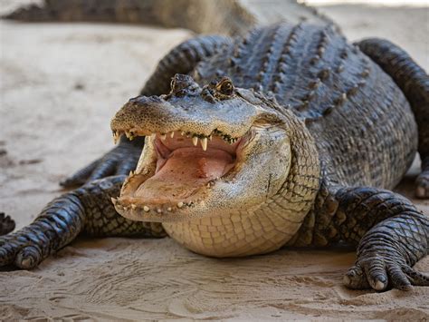 Understanding 9 Key Differences Between Alligators And Crocodiles