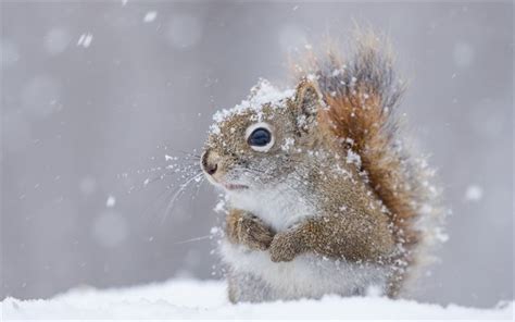 Diese winterbilder können kostenlos und lizenzfrei sofort und ohne anmelden genutzt werden. Herunterladen hintergrundbild eichhörnchen, niedliche tiere, winter, schnee für desktop ...