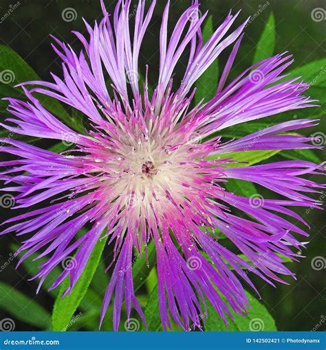 Purple Star Flower Plants Horticulture Summer Spring Blooms Stock Image