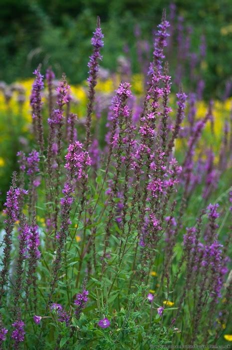 Purple Loosestrife Plants For A Wildlife Or Water Garden Urban Butterfly Garden