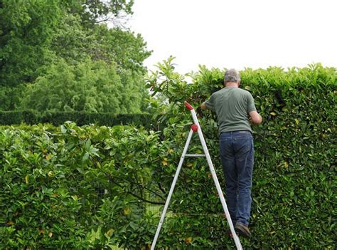 How To Prune A Bay Tree The 3 Biggest Problems To Watch Out For
